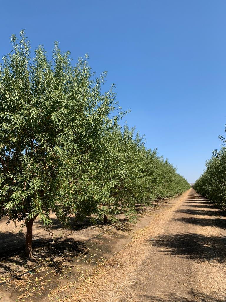 Meet Our Farmer: Bapu Almond Company