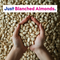 Almond Base 6-Pack