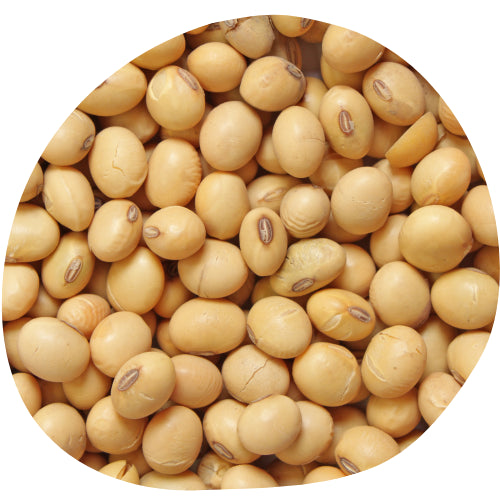 Soy Beans